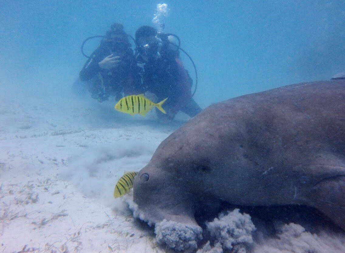me and a dugong grazing on seagrass