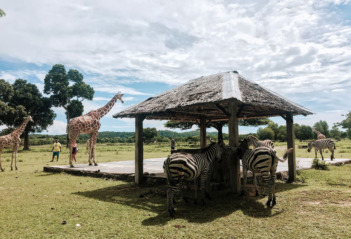 zebra and giraffe in calauit safari coron