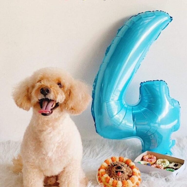 Where to Buy Dog Cakes 9 Shops in Manila WanderPinas