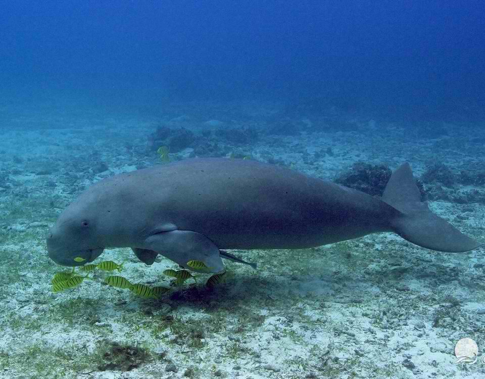 dugong swimming over sandy seabed in Coron