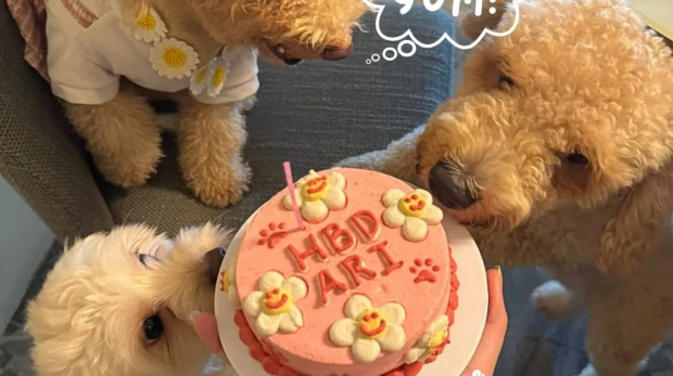 poodles and birthday cake