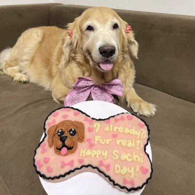 Image from K9 Corner FB page