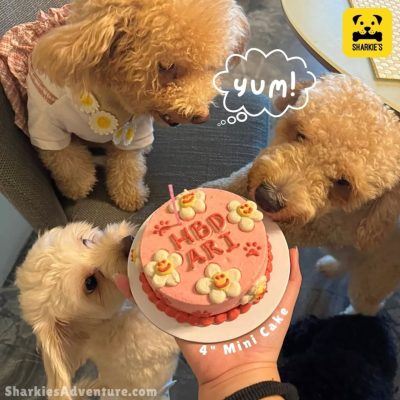poodles and birthday cake