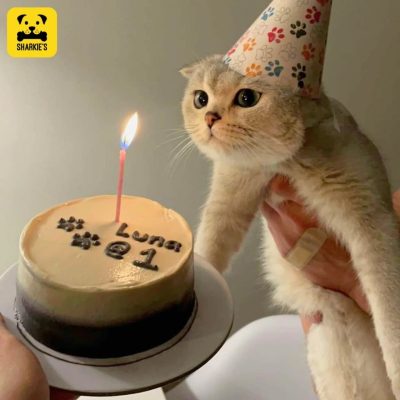 cat with birthday cake and a candle